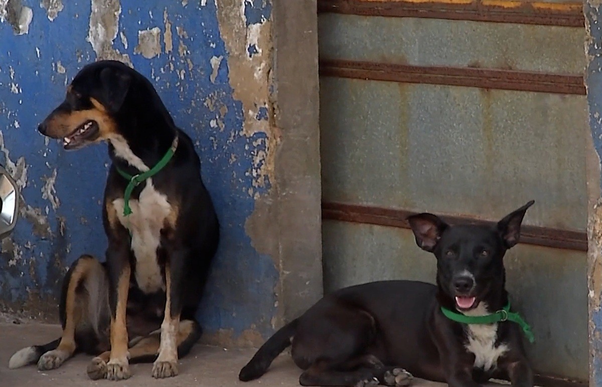 Cães de indígenas Warao são abandonados após transferência de famílias para novo abrigo em Belém