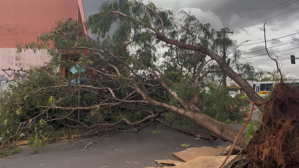 &Aacute;rvore ca&iacute;da em Uberaba &mdash; Foto: TV Integra&ccedil;&atilde;o/Reprodu&ccedil;&atilde;o