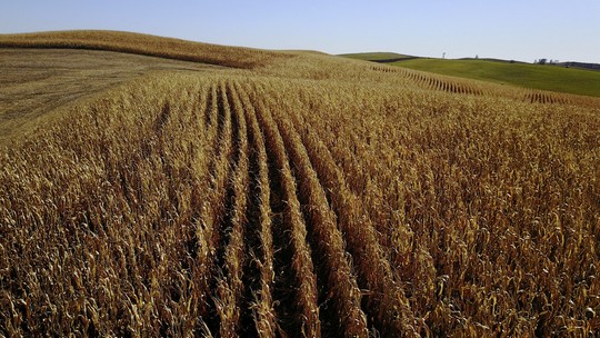 Milho com defesa natural: estudo da USP usa bactérias para combater lagarta e reduzir agrotóxicos - Bioinsumo promove o desenvolvimento da planta e a defesa contra a lagarta-de-cartucho, principal praga do cultivo do grão, afirmou pesquisadora.