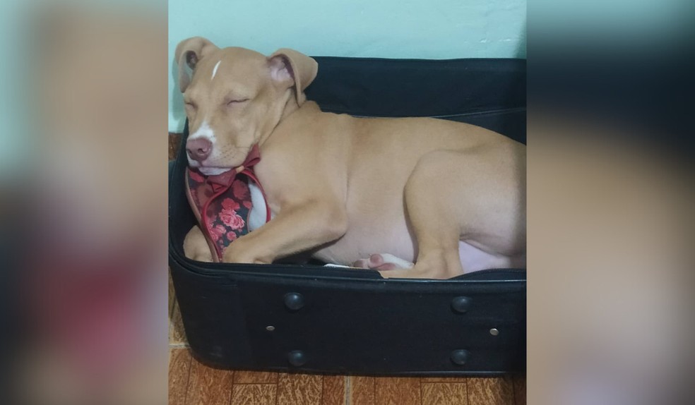 Bruce foi adotado há cinco anos — Foto: Arquivo pessoal