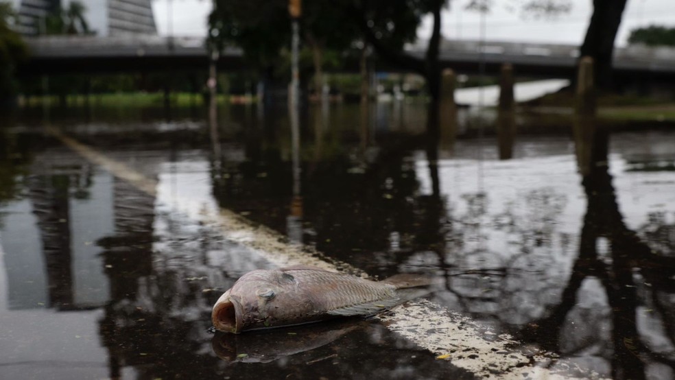 Peixe morto no Largo dos Açorianos — Foto: Mateus Bruxel/GZH