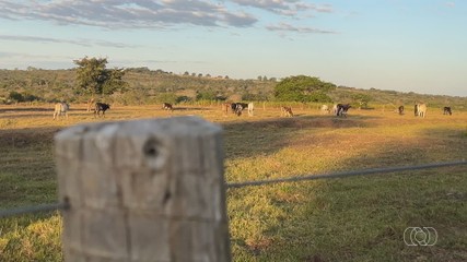 Projeto coloca em prática a recuperação de áreas degradadas do Rio Araguaia