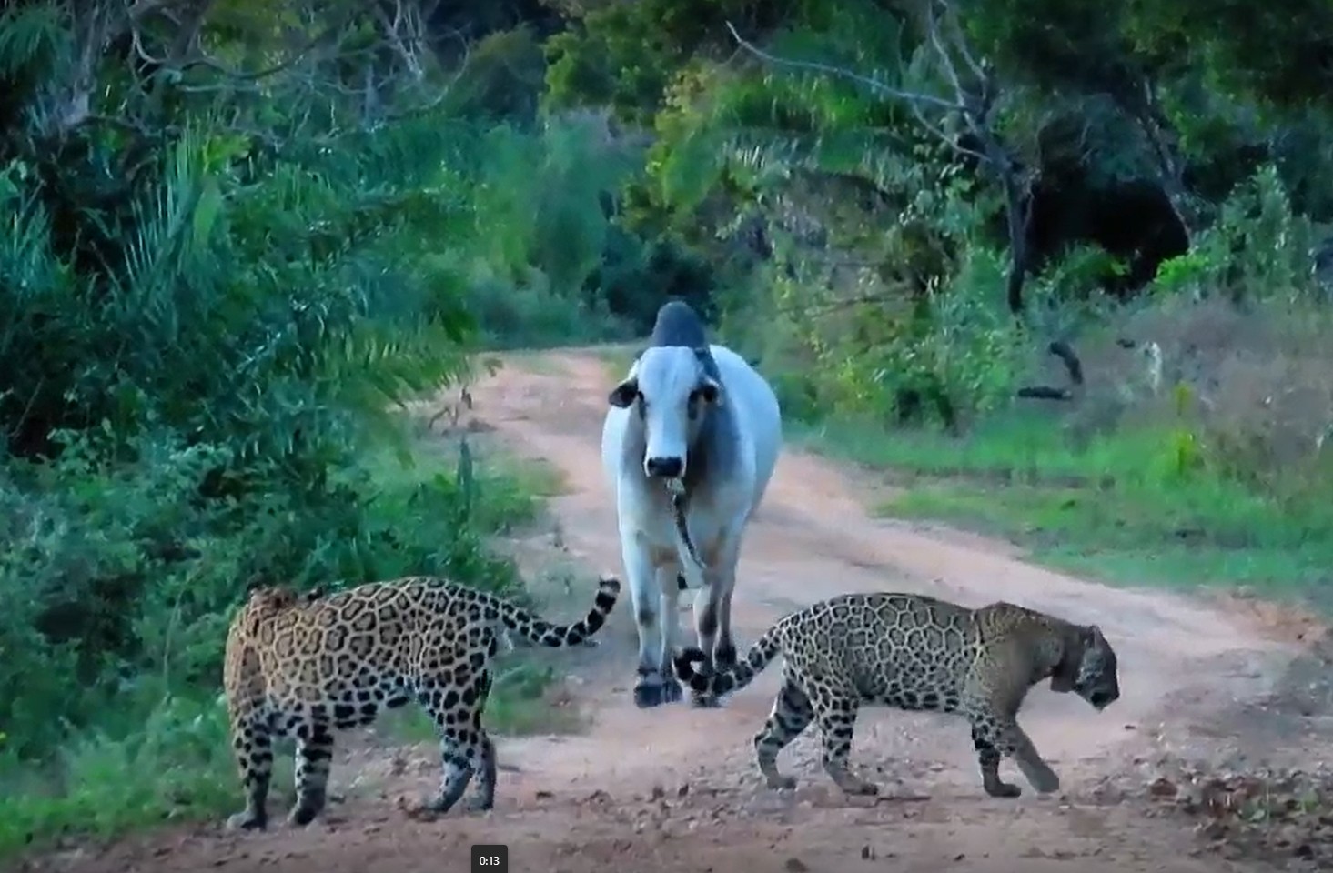 Boi nelore enfrenta casal de onças-pintadas no Pantanal; VÍDEO