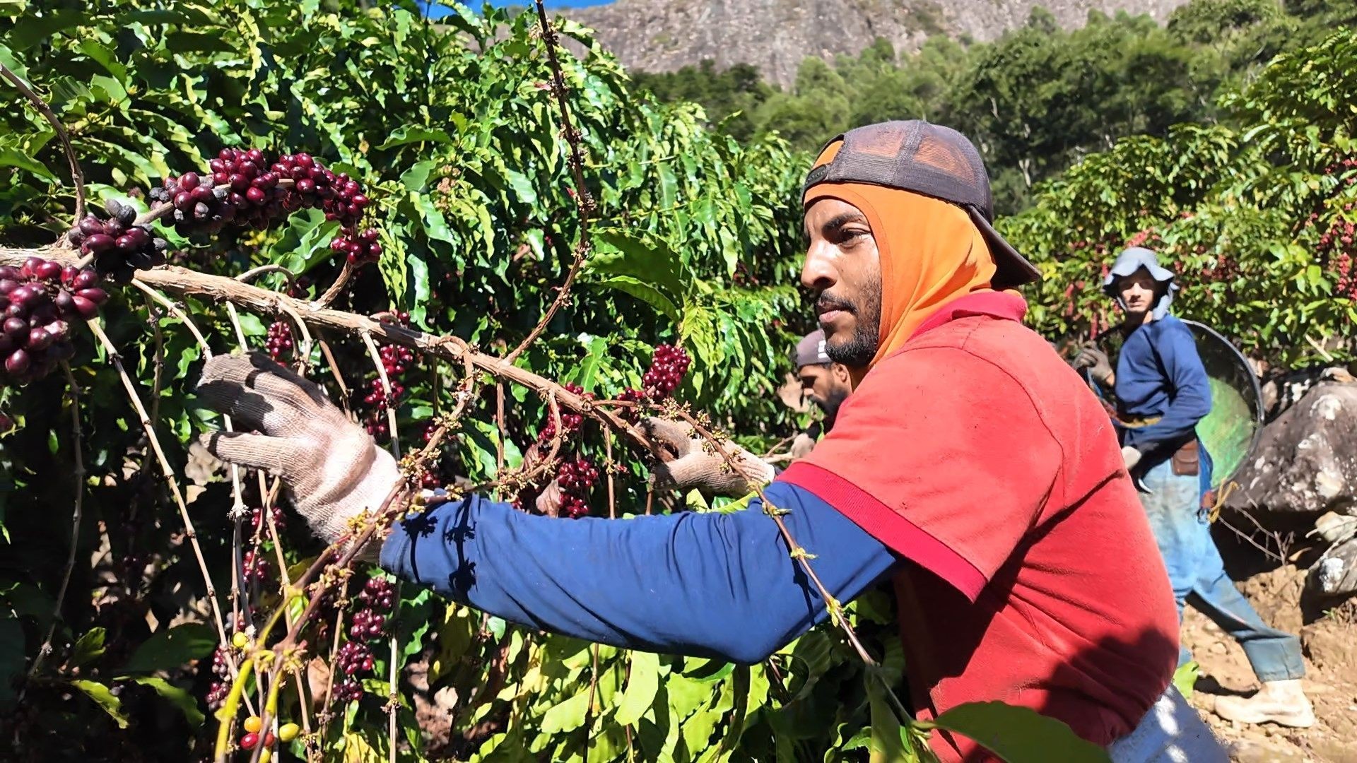 Comunidade faz mutirão para salvar colheita de café de produtor após acidente no ES: 'Largo o meu para ajudar o outro'