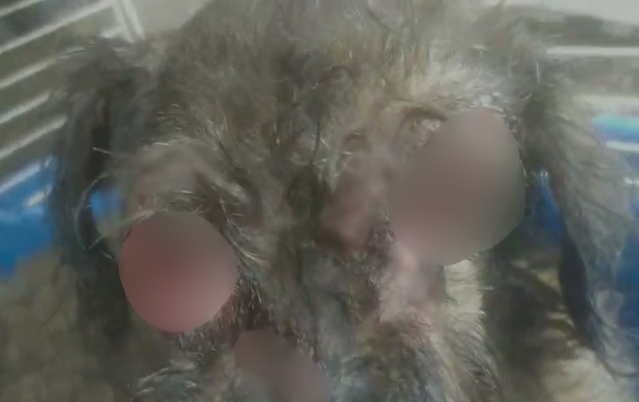 Cão é resgatado sem os olhos e com larvas em Várzea Paulista; tutora é investigada