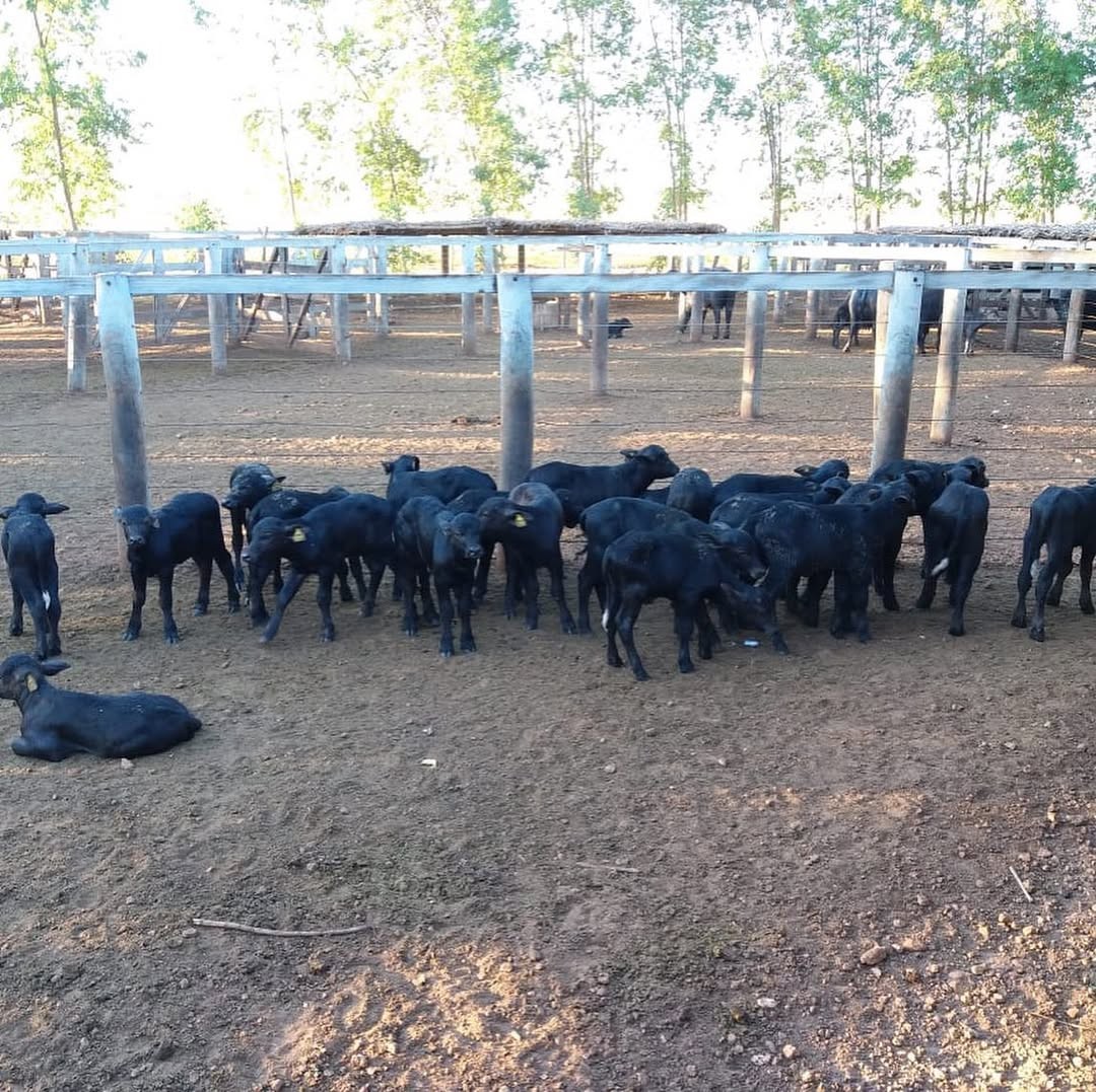 MP-MA aciona fazendeiro por abandono de mil búfalos em fazenda no inteiror do MA