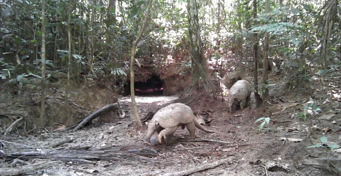 Briga ou ritual? Câmera registra disputa rara entre tatus da maior espécie do mundo em RO