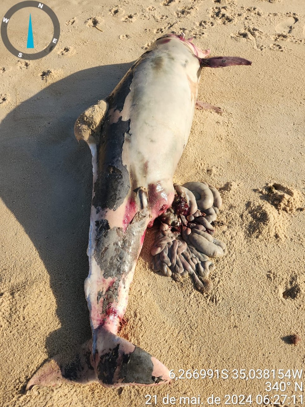 Golfinho encontrado morto em praia do litoral sul potiguar — Foto: Cedida