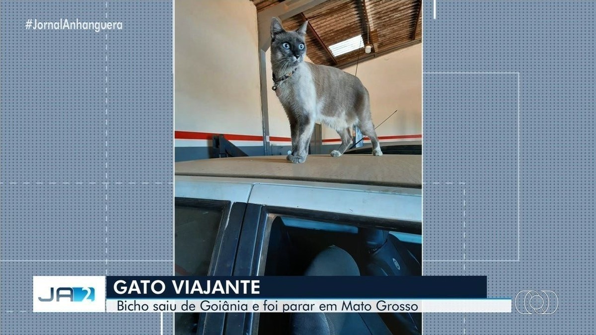 Gato Falante Oscar – Apps no Google Play