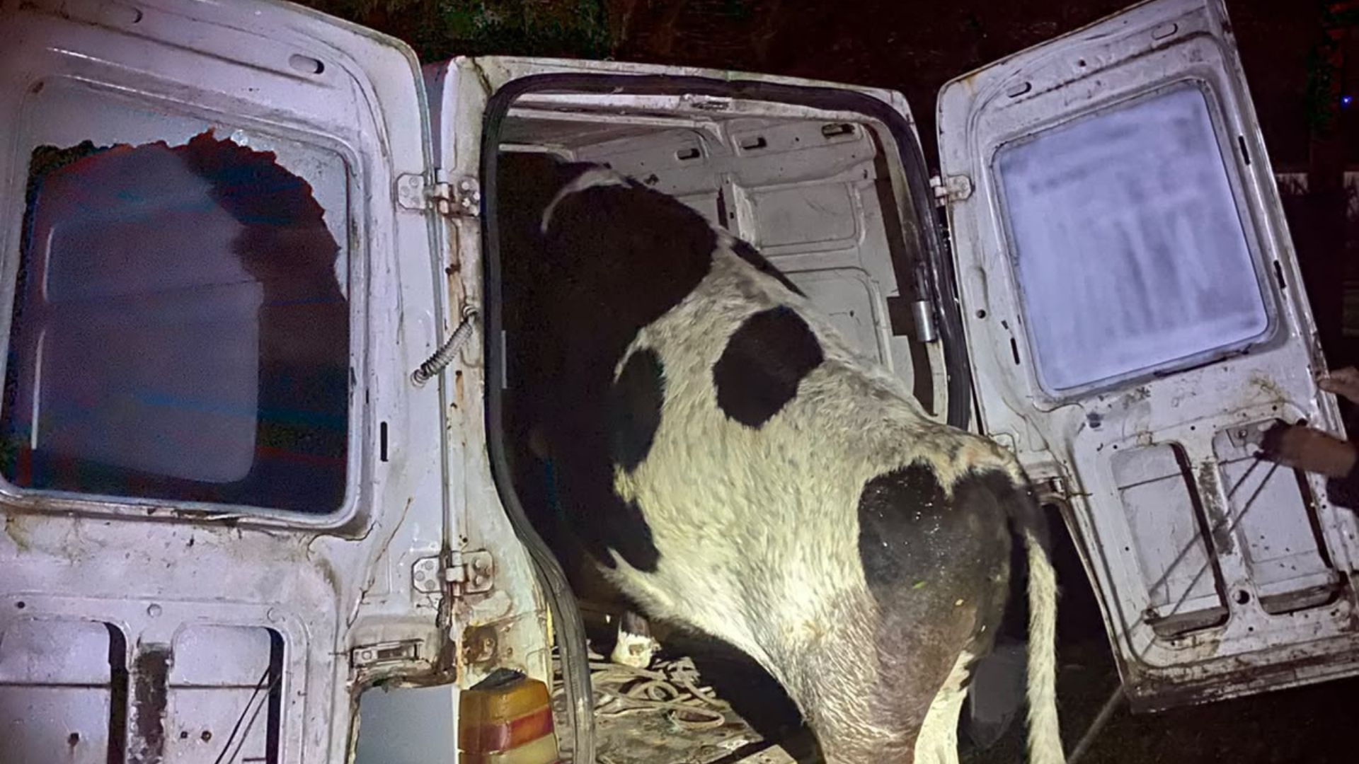 Carro bate em árvore, ocupantes fogem e polícia encontra vaca dentro do veículo no RS