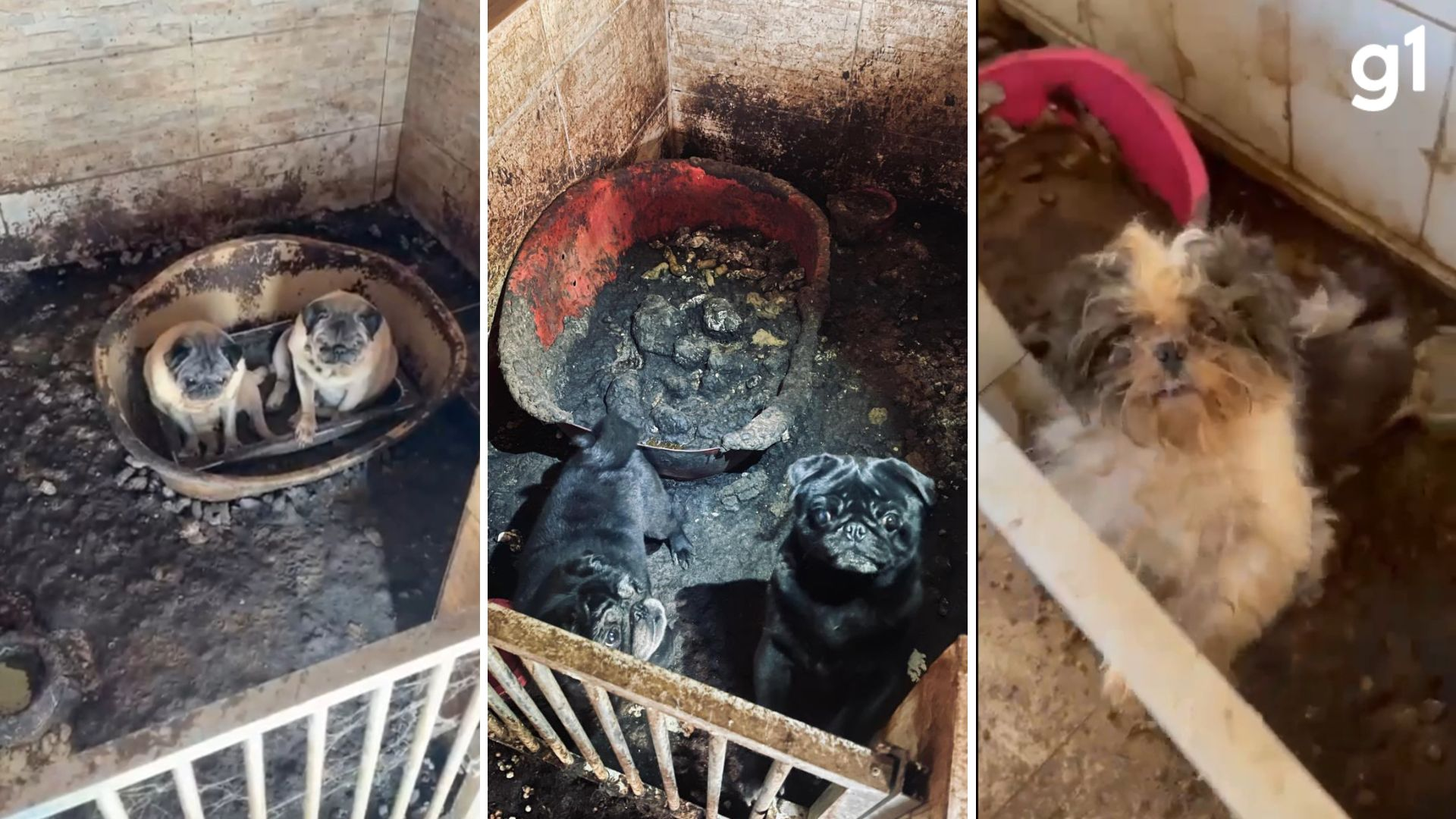 Cerca de 40 cães são encontrados em gaiolas com fezes, urina e lama em residência no RS
