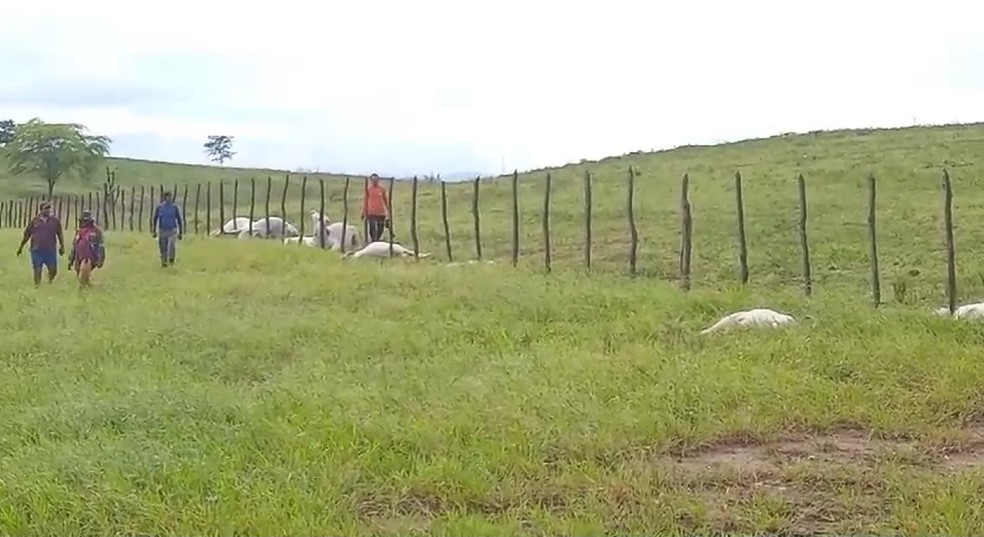 Raio mata 12 vacas na zona rural de Ingá — Foto: Reprodução/TV Cabo Branco