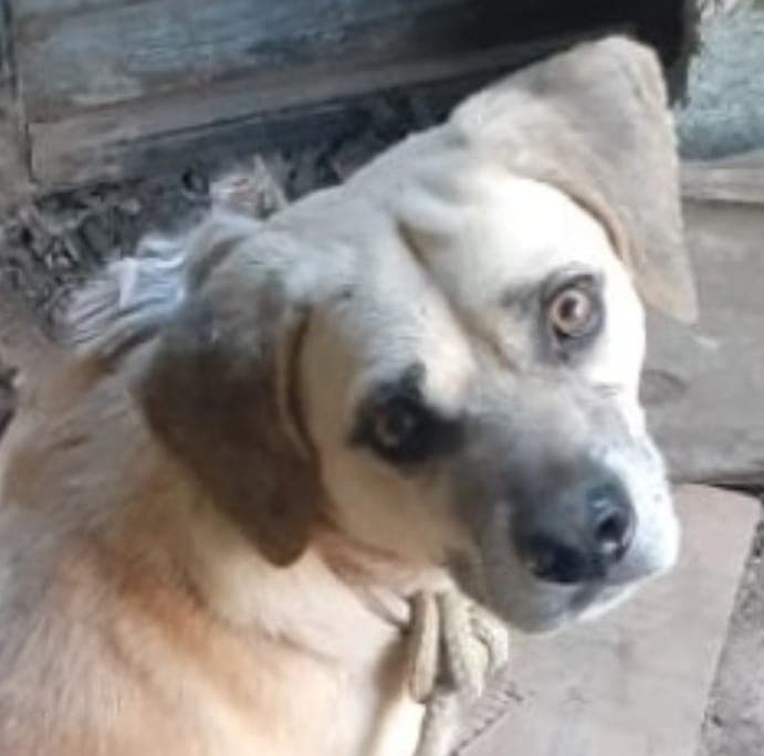 Homem mata cachorro a pauladas, e crime revolta moradores em MG