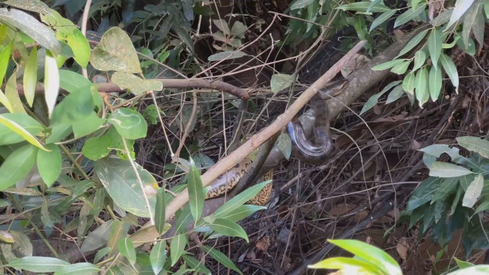 Filhote de sucuri visto na margem do Rio São José dos Dourados — Foto: Reprodução/TV TEM