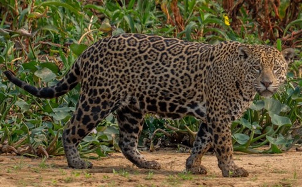 Gisele do Pantanal leva o nome da modelo em homenagem a ela — Foto: Projeto Jaguar ID