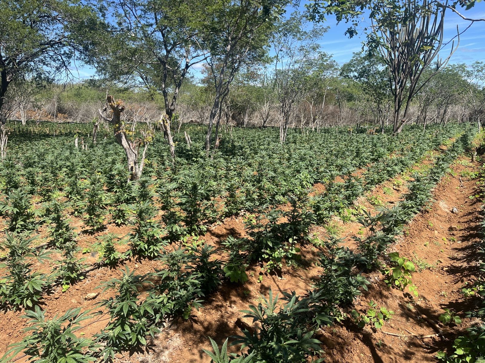 Polícia Federal e Polícia Militar erradicam 150 mil pés de maconha no Sertão de Pernambuco