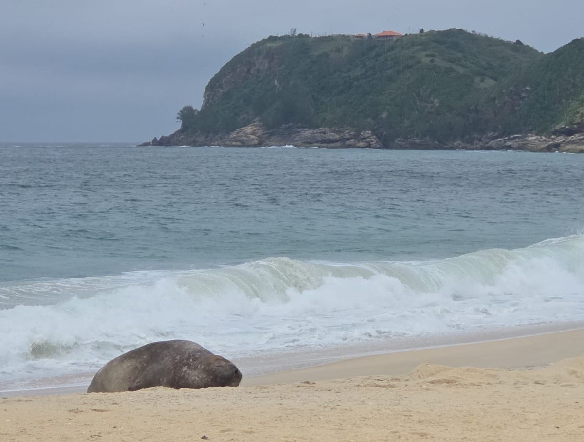 Elefante-marinho visto em diferentes praias do RJ é o mesmo que visitou região no ano passado, diz entidade
