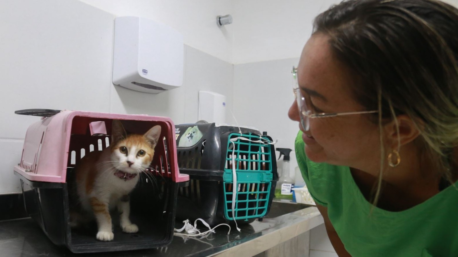 Fortaleza tem mutirão de castração gratuita de cães e gatos