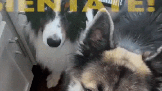 Cão 'latino' que teve família detida pelo ICE viraliza por só entender espanhol - Foto: (Reprodução)