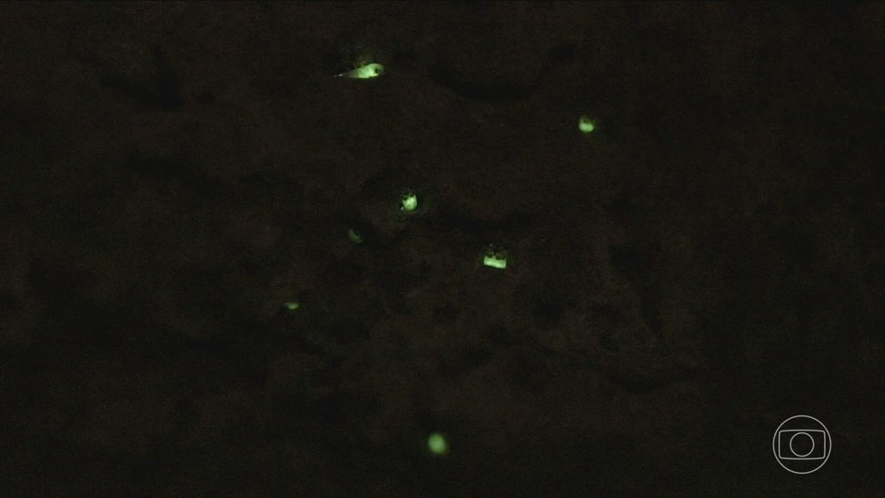 Cientistas alertam para risco de extinção dos vaga-lumes — Foto: Reprodução/TV Globo