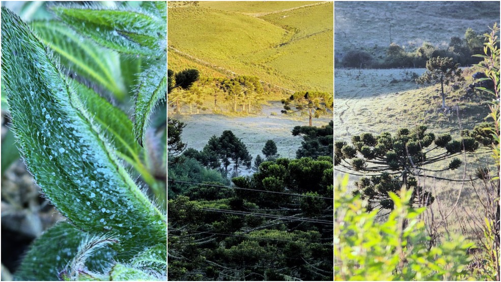 Em pleno verão, SC tem campos com geada e temperatura abaixo de 5ºC — Foto: Mycchel Legnaghi/Divulgação