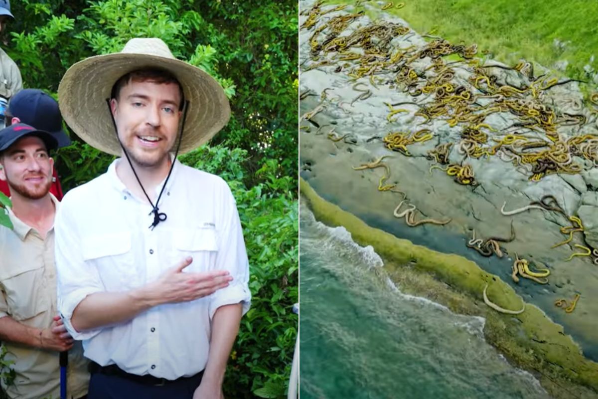 MrBeast enfrentou cobras letais e elevou Ilha de SP a 92 milhões de ...