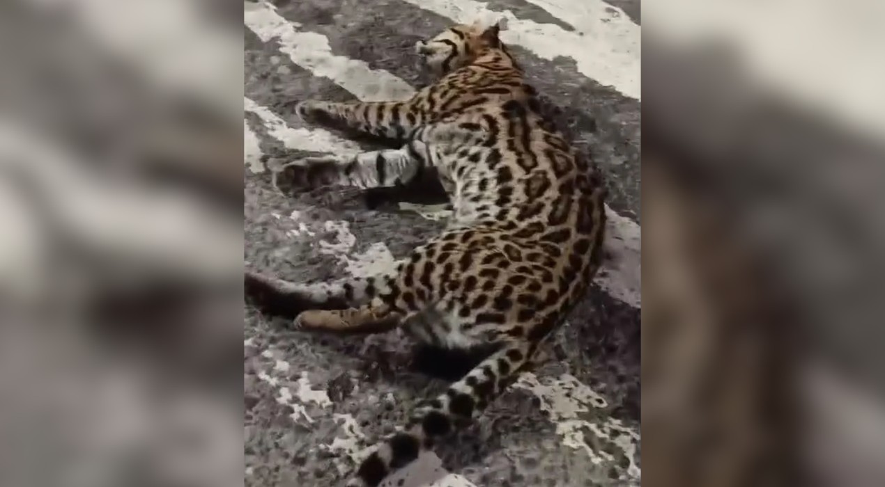 Jaguatirica resgatada após atropelamento não resiste aos ferimentos e morre em Jundiaí