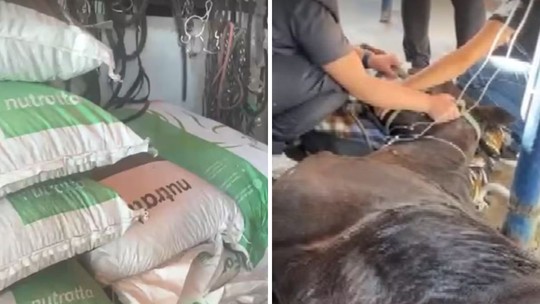 Ministério da Agricultura apura se mortes de 63 cavalos têm relação com ração; fábrica é interditada - Em Indaiatuba (SP), foram pelo menos 29 óbitos de equinos. Nutratta Nutrição Animal avaliou a medida adotada pelo Mapa como "gravosa e desproporcional", e disse que está tomando as medidas administrativas e judiciais pertinentes.