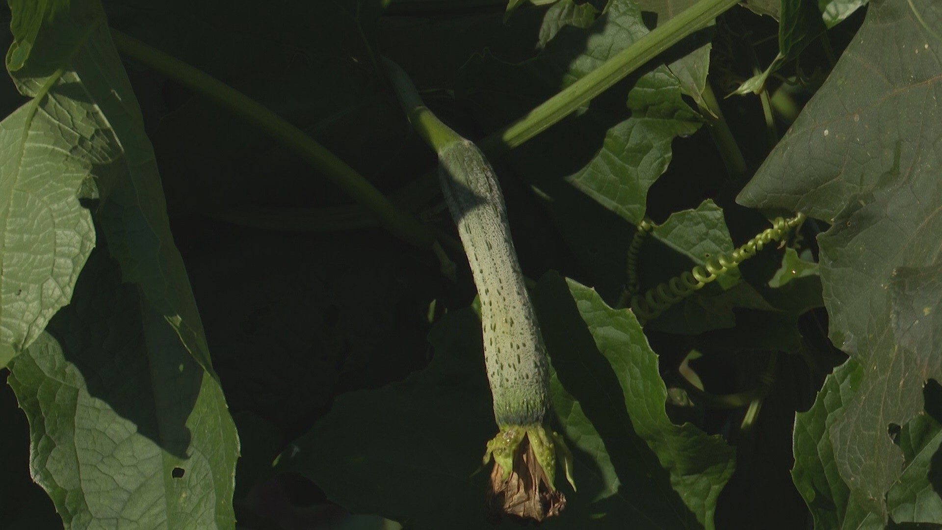 Além de item para higiene pessoal, bucha vegetal pode ser consumida como alimento; entenda