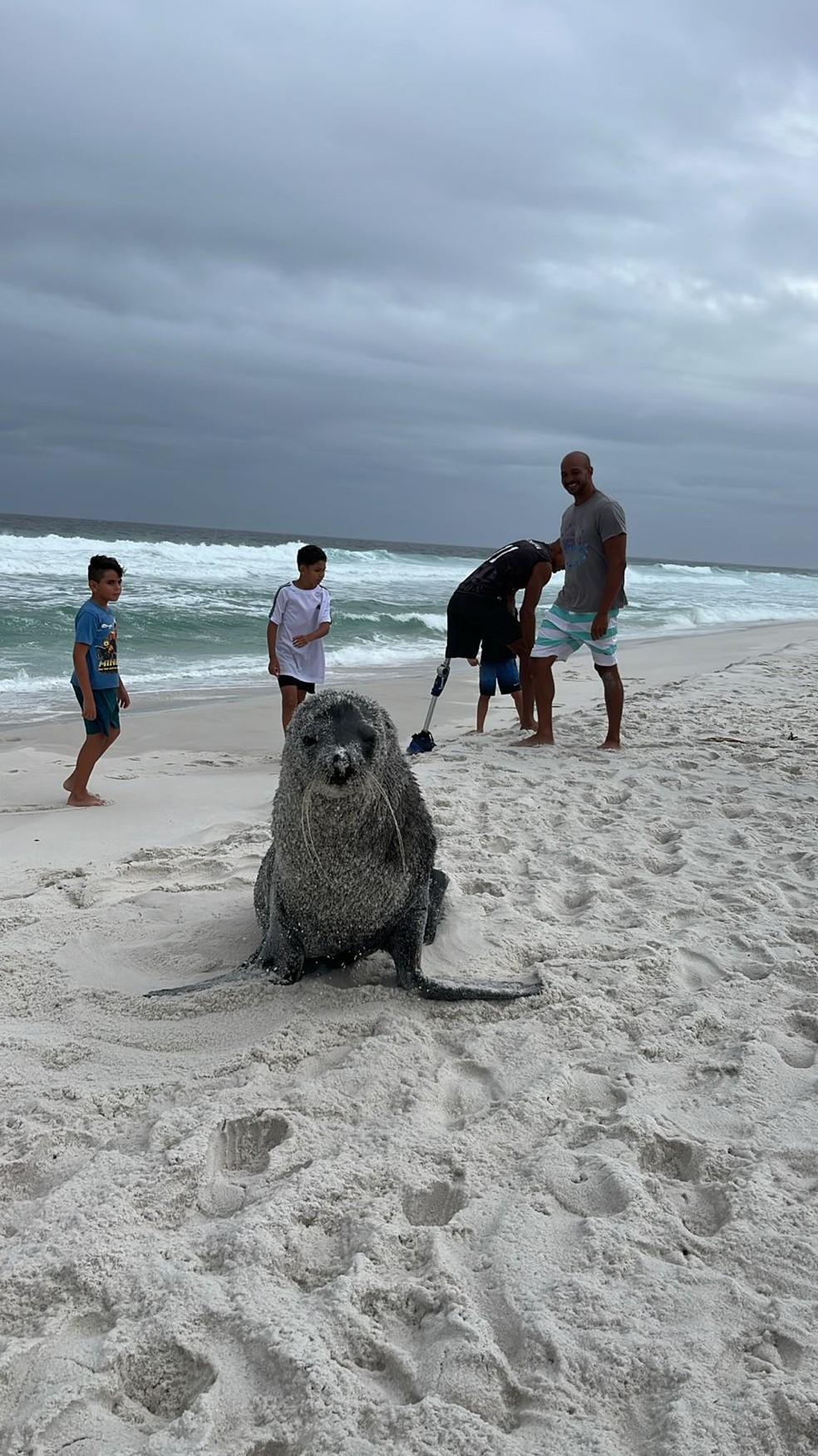 Lobo-marinho aparece em Arraial do Cabo — Foto: Reprodução