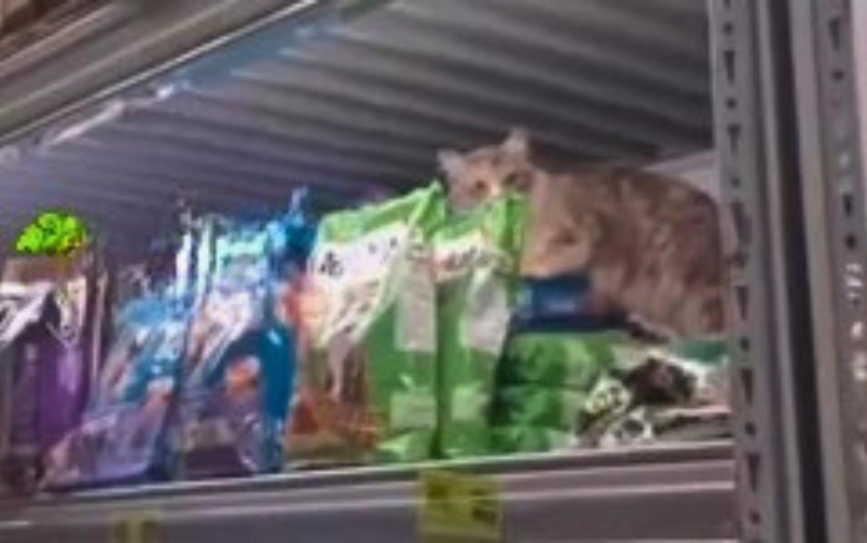Gato é flagrado em sessão de comida para pets em supermercado de Goiânia e diverte a web; vídeo  