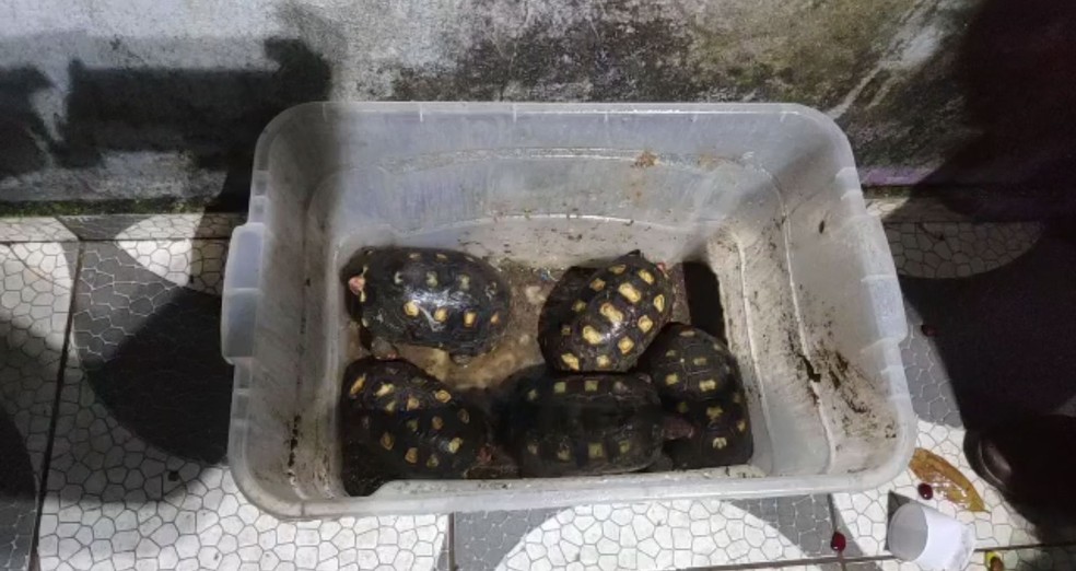 Polícia apreende 17 cobras, jabuti, maconha e ovos de répteis em