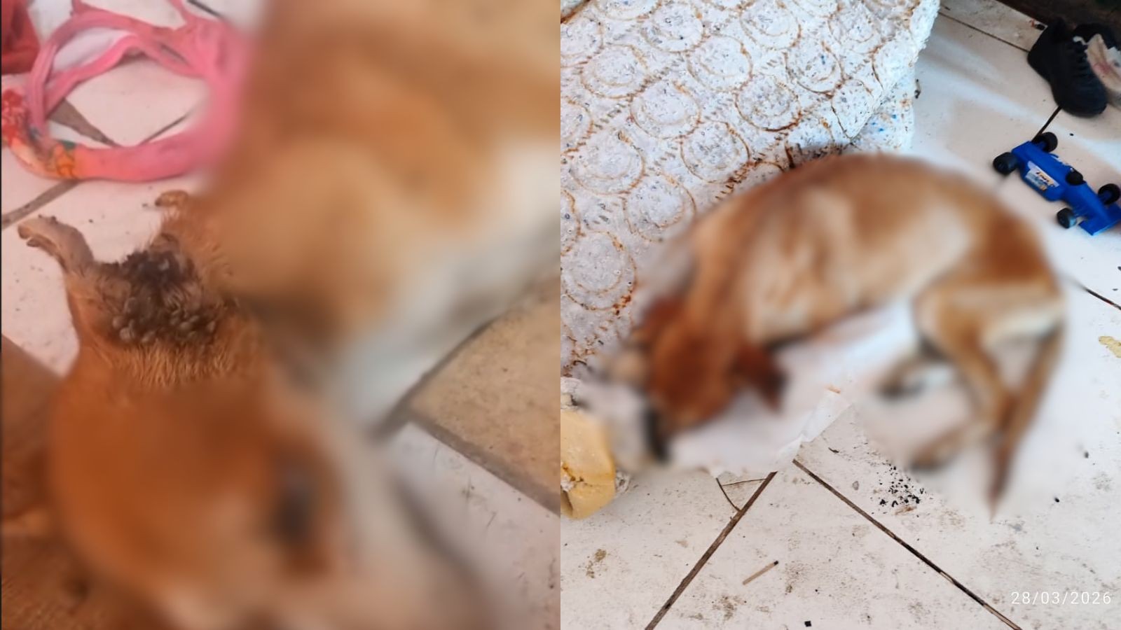 Cachorro abandonado fica 2 meses sem água e comida, é resgatado mas morre 1 hora depois no PI