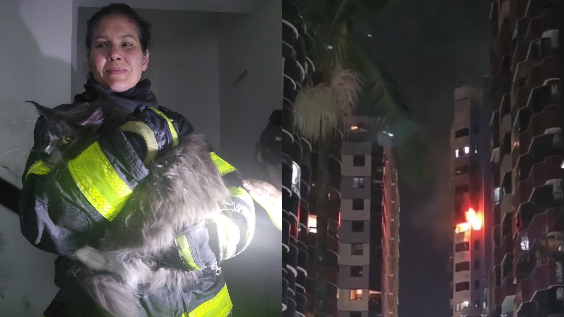 Sachês levam bombeira a resgate de gato preso em apartamento incendiado em SC: 'Fiquei com isso na cabeça'