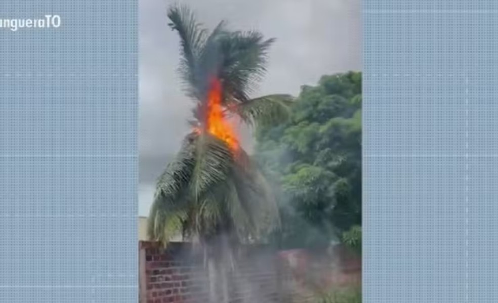 Raio atinge coqueiro na região sul de Palmas — Foto: Reprodução/ TV Anhanguera