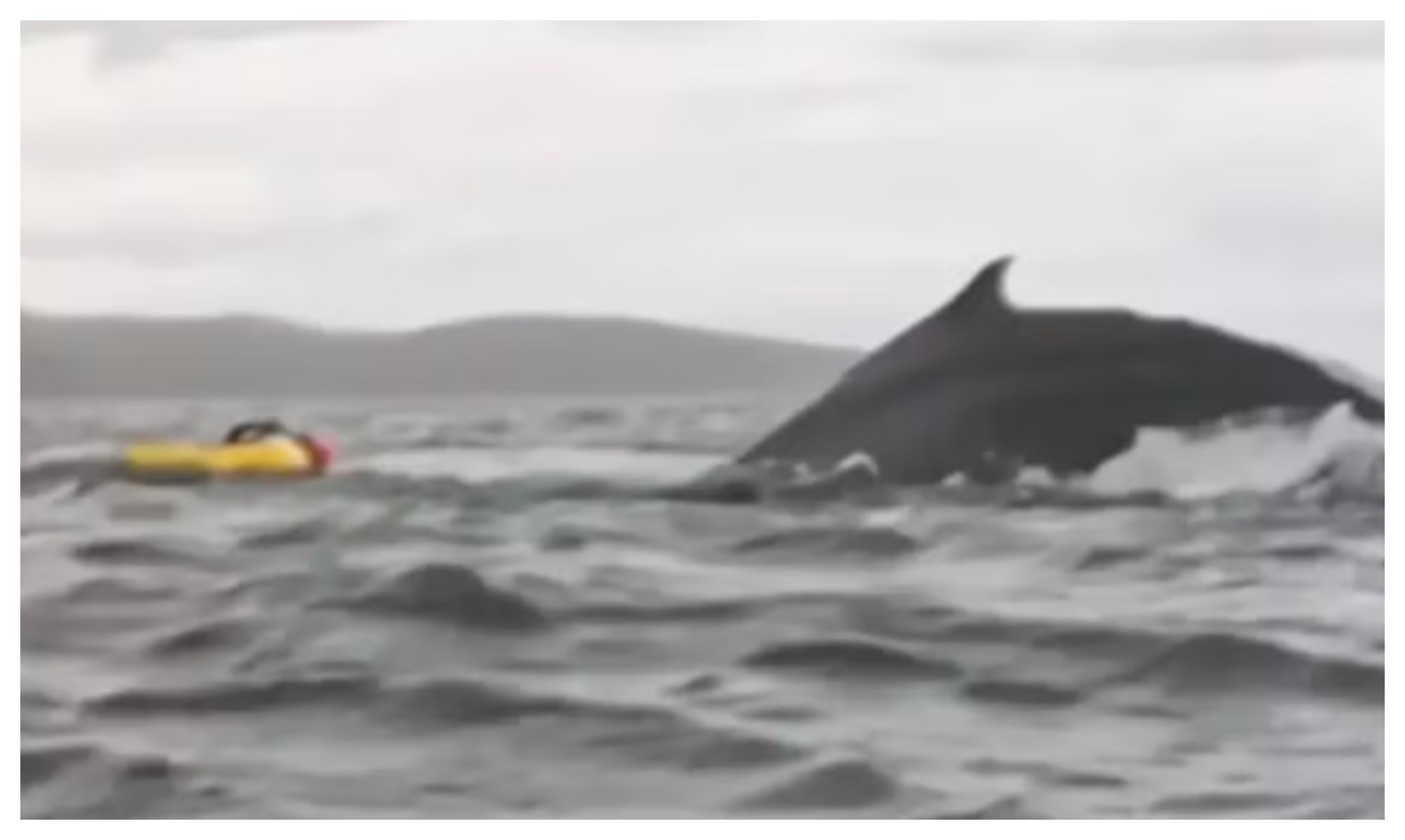 Bombou no g1: Baleia engole e solta jovem que andava de caiaque no Chile; 'Parecia um tsunami'