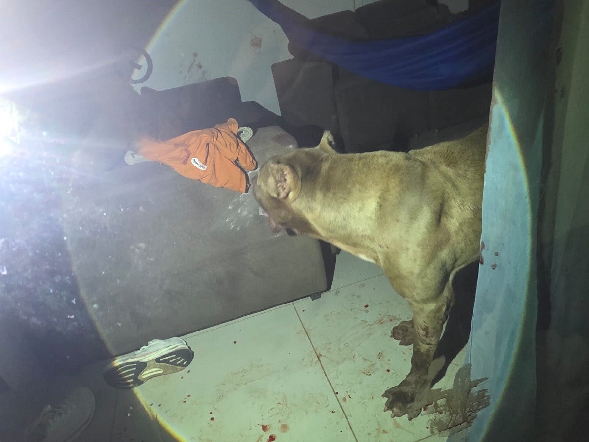Atualização: Menino atacado por ‘pitbull’ em Santarém passa por cirurgia e estado de saúde é estável