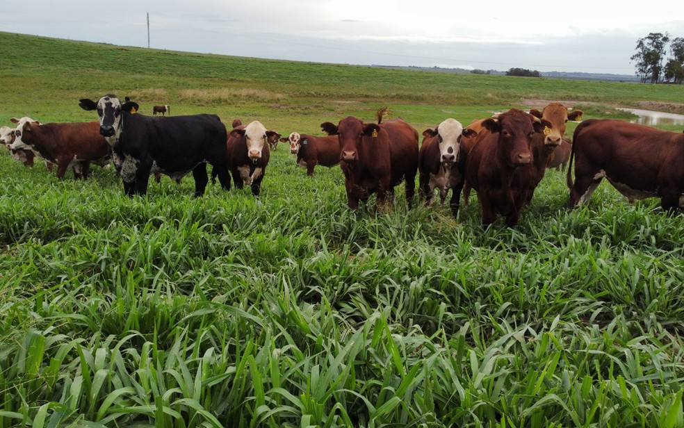 Gado pasta em campo cultivado com capim sabiá em Ribeirão Preto, SP — Foto: Divulgação