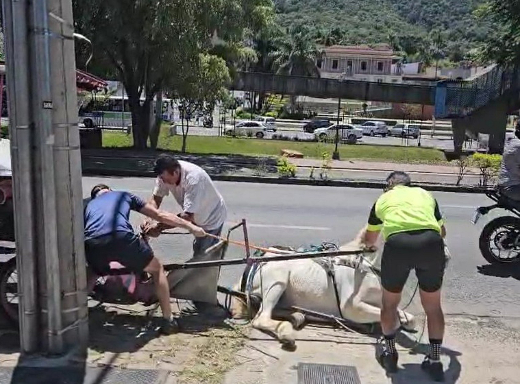 Vídeo de cavalo caído reacende discussão sobre uso de charretes turísticas em Poços de Caldas, MG