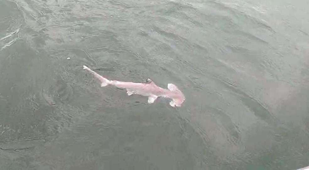 Moradores de Fortaleza (CE) acham tubarão-martelo morto em praia - Notícias  - R7 Cidades