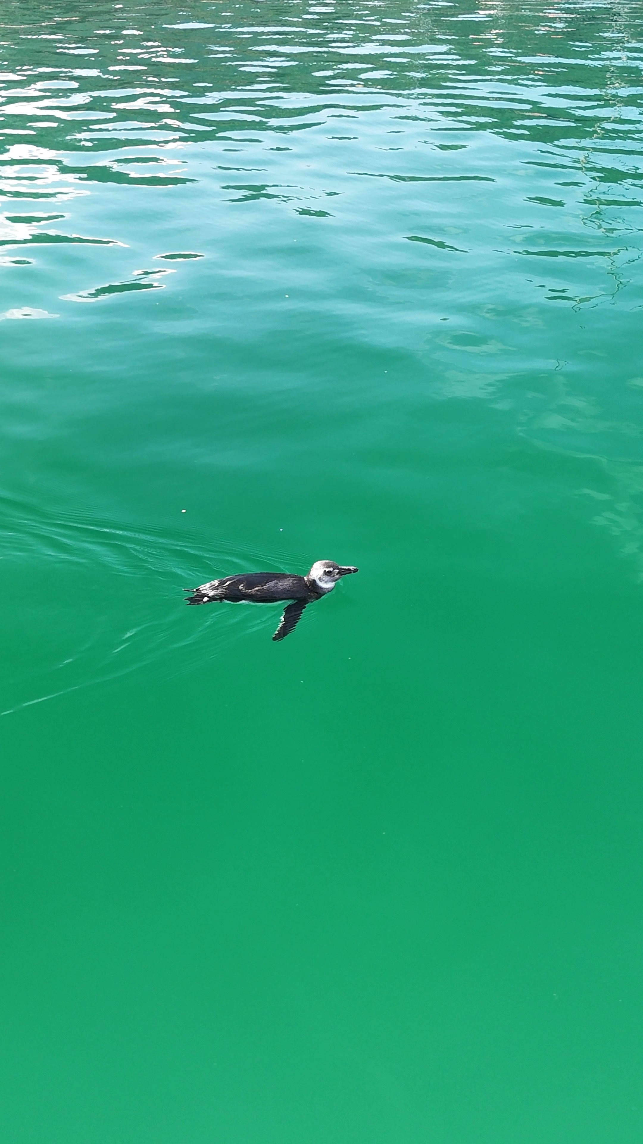 VÍDEO: Pinguim é avistado nadando na Praia Grande em Angra dos Reis 