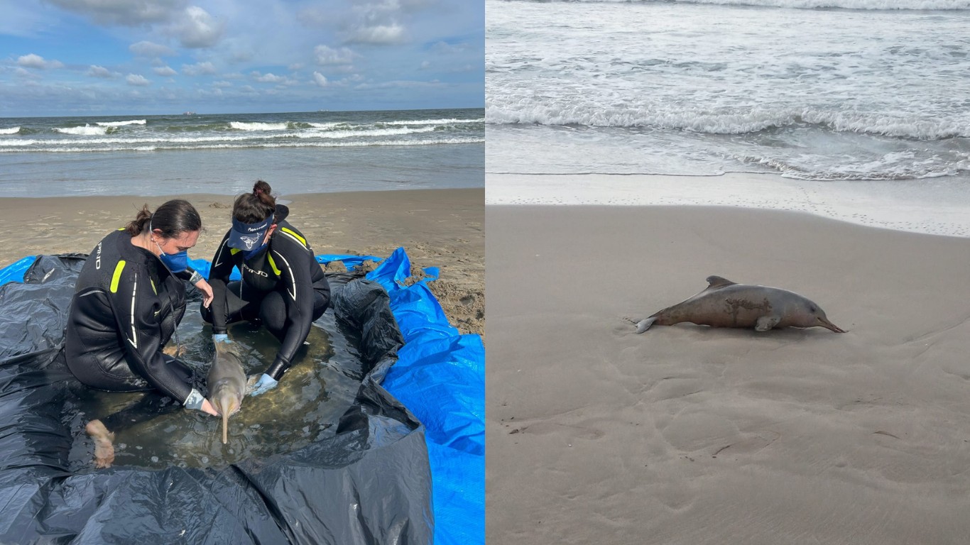 Ameaçado de extinção: SC registra mais de 40 mortes do menor golfinho do Brasil em 2026