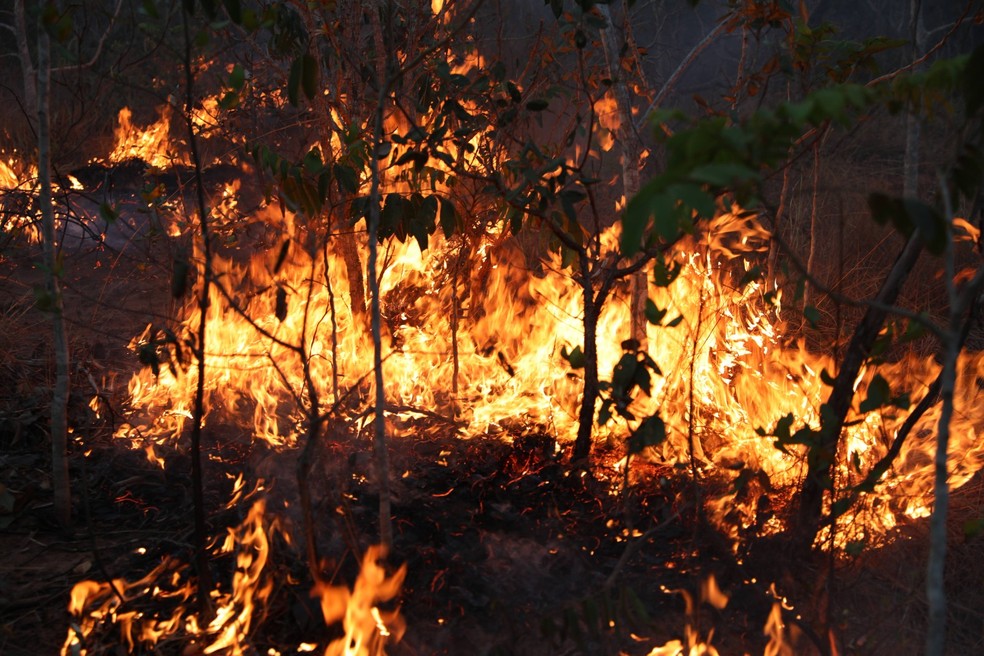 Trinta e três brigadistas estão no local atuando diretamente nas áreas afetadas — Foto: ICMBio