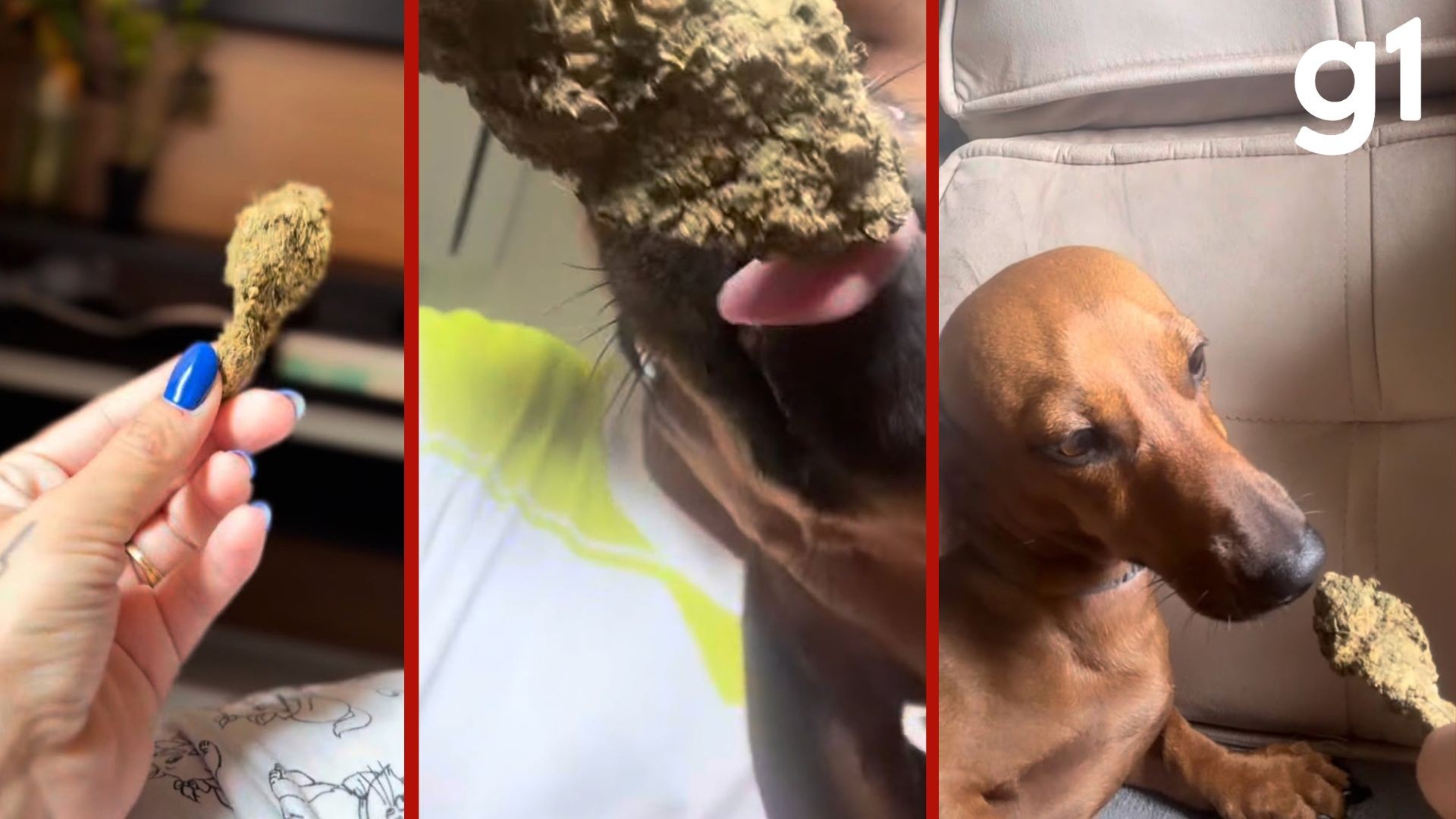 Jovem é presa suspeita de oferecer maconha para cão em Sorriso (MT); vídeo