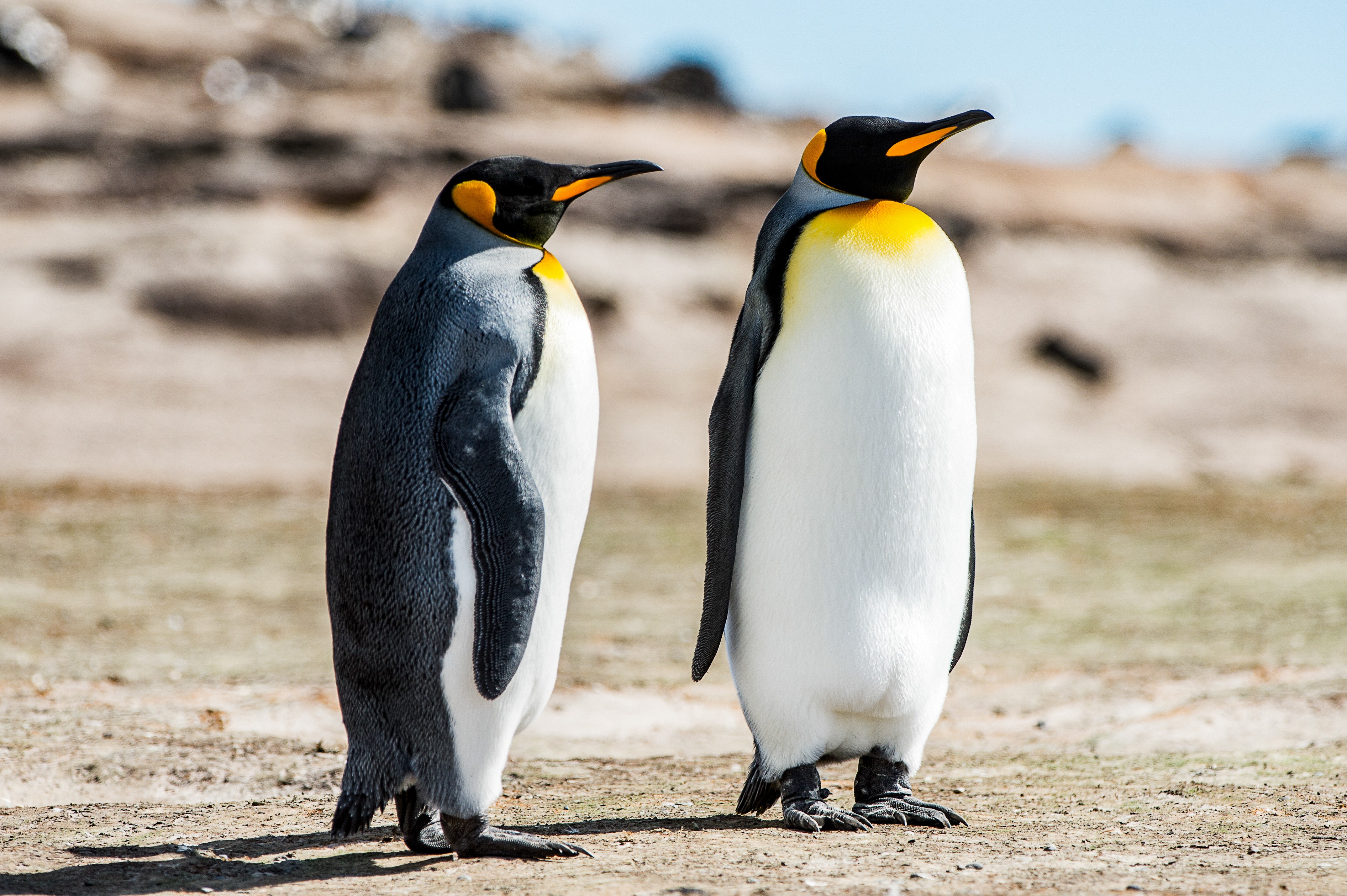 Derretimento acelera e Antártica perde 1 em cada 4 pinguins-imperadores em apenas 15 anos