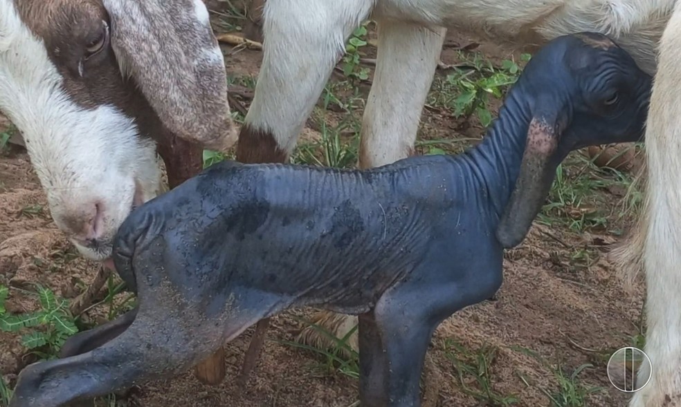 Cabrito 'Mimoso' nasceu com condição de alopecia, sem pelos, em Apodi — Foto: Inter TV Cabugi