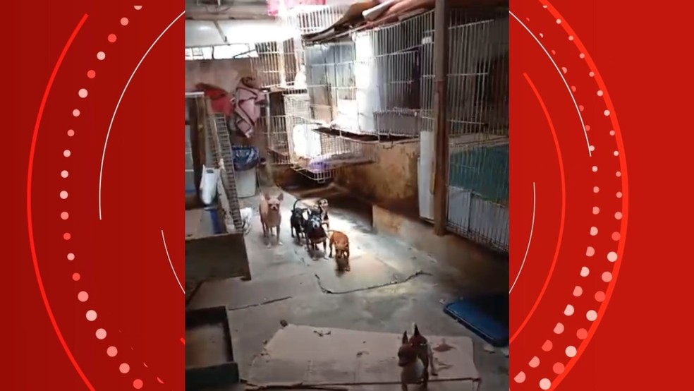 Segundo a Polícia Civil, no local a temperatura era muito alta e havia um forte cheiro de amônia — Foto: Polícia Civil