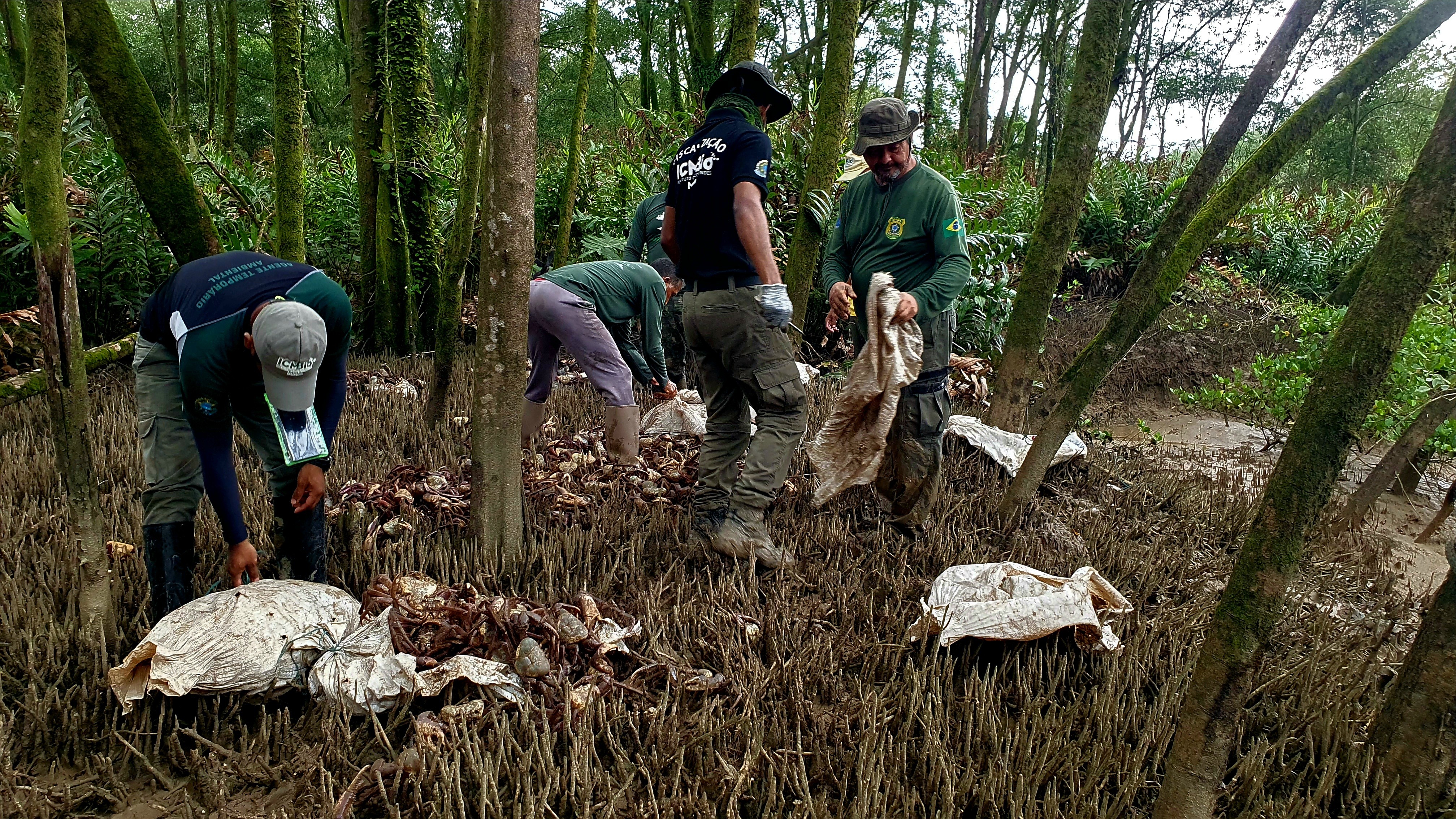 Ação realiza soltura de 2 mil caranguejos-uçá que foram capturados no defeso no Amapá