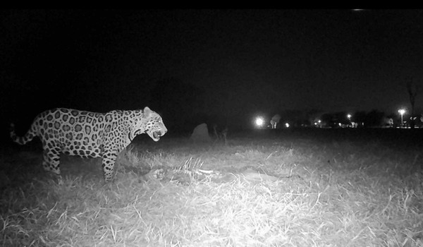 Cerca elétrica conserva onças no Pantanal e protege gado — Foto: Paul Raad / Instituto Impacto