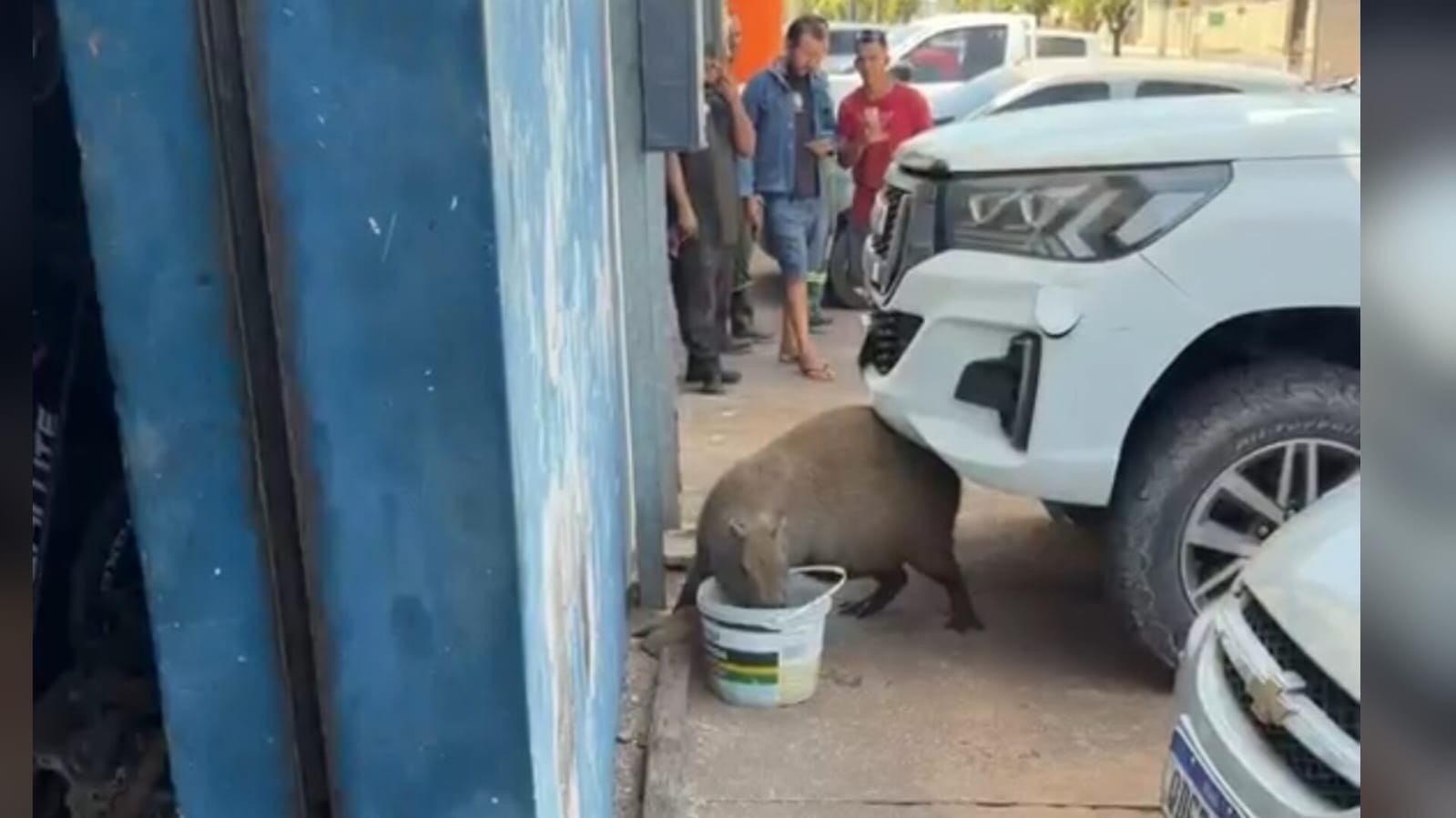 VÍDEO: Capivara é resgatada pela Polícia Ambiental em Santarém